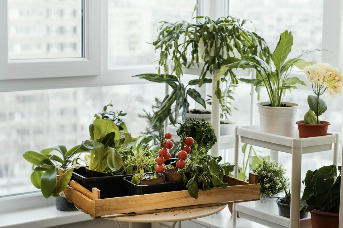 No Backyard? No Problem! 5 Foods You Can Grow Right in Your Apartment